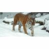 595x1195 Siberian Tiger Image NXT Gen Infrared Heating Panel 700w - Electric Wall Panel Heater - Image 3